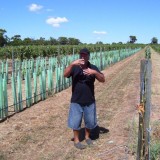 High Density Plantings