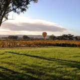 Eastern Vineyard