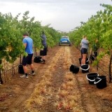 Hand Picking Shiraz