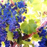 New Sangiovese clones