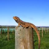 Dragon sunning