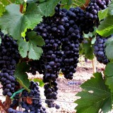 Pinot Noir